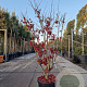 Acer pal. 'Osakazuki' 125-150 cm 20L meerstammig
