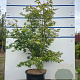Acer pal. 'Osakazuki' 125-150 cm 20L meerstammig