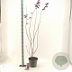Acer pal. 'Red Emperor' 80-100 cm 10L