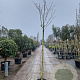 Albizia julibrissin 180 cm stam 35L