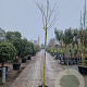 Albizia julibrissin 180 cm stam 35L
