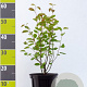 Amelanchier lamarckii 50-60 cm 4,5L