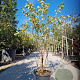 Amelanchier lamarckii 175-200 cm 30L