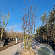 Amelanchier lamarckii 200-225 cm draadkluit extra