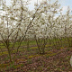 Amelanchier lamarckii 225-250 cm draadkluit solitair opgeknipt