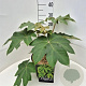 Tetrapanax papyrifer 'Rex' 30-40 cm 10L