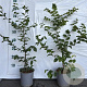 Carpinus betulus 60-80 cm 2,0L