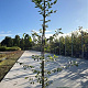 Carpinus betulus 125-150 cm 5,0L