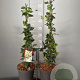 Trachelospermum jasminoides 50-60 cm 3,0L