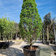 Carpinus bet. 'Monument' 300-350 cm container geveerd