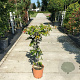 Trachelospermum jasminoides halfstam container
