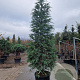 Cedrus deodara 300-350 cm cont. 110L