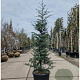 Cedrus deod. 'Robusta Glauca' 175-200 cm 35L