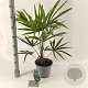 Trachycarpus fortunei 40-50 cm 5,0L