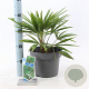 Trachycarpus fortunei 40-50 cm 5,0L