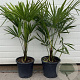 Trachycarpus fortunei GM cont. 90L