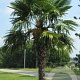 Trachycarpus fortunei 3 stammig cont. 90L meerstammig
