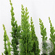 Chamaecyparis l. 'Little Spire' 30-40 cm 3,0L