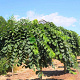 Ulmus glabra 'Pendula' 12-14 HO container