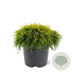 Chamaecyparis p. 'Sungold' 20-25 cm 3,0L