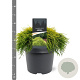 Chamaecyparis p. 'Sungold' 20-25 cm 3,0L