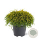 Chamaecyparis p. 'Sungold' 30-40 cm 5,0L