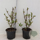Viburnum bodn. 'Charles Lamont' 40-50 cm 2,0L
