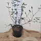 Viburnum burkw. 'Anne Russell' 40-60 cm 7,5L