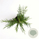 Cupressocyparis leylandii 80-100 cm 4,0L