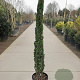 Cupressus semp. 'Pyramidalis' 250-300 cm container meerstammig