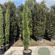 Cupressus semp. 'Pyramidalis' 250-300 cm container meerstammig