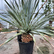 Dasylirion wheeleri 100-125 cm container meerstammig