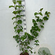Viburnum opulus 80-100 cm 5,0L
