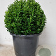 Euonymus jap. 'Green Spire' 35 cm container bol