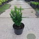 Euonymus jap. 'Green Spire' 40-60 cm 5,0L