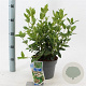 Viburnum tinus 30-35 cm 3,0L