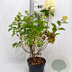 Hydrangea pan. Graffiti 30-40 cm 3,0L