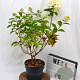 Hydrangea pan. Graffiti 30-40 cm 3,0L