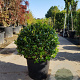 Ilex meserv. Heckenfee 70 cm container bol