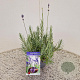 Lavandula ang. 'Munstead' 20-25 cm C1.5