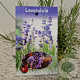 Lavandula ang. 'Munstead' 20-25 cm C1.5