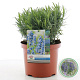 Lavandula ang. 'Munstead' 25-30 cm 5,0L
