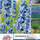 Lavandula ang. 'Munstead' 25-30 cm 5,0L