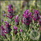 Lavandula 'Red Star' GM P9
