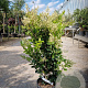 Ligustrum j. 'Texanum' 80-100 cm 10L