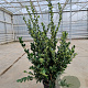 Ligustrum j. 'Texanum' 125-150 cm 30L
