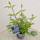 Vitex agnus-castus 40-50 cm 3,0L