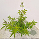Vitex agnus-castus 40-50 cm 3,0L