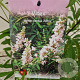 Vitex agnus-castus 'Albus' 40-50 cm 3,0L