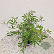 Vitex agnus-castus 'Albus' 40-50 cm 3,0L